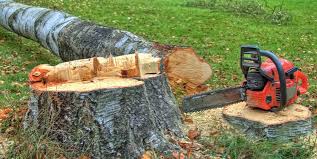 How Our Tree Care Process Works  in  Somers Point, NJ