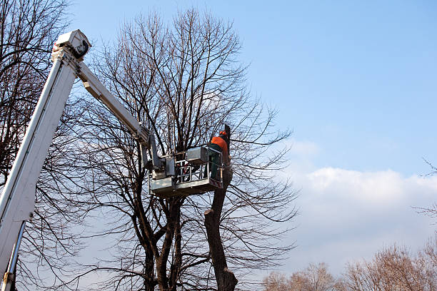 Reliable Somers Point, NJ Tree Care Solutions